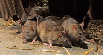 PICS: Rats break into ATM, chew up over €15,000 worth of notes