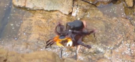 Video: An octopus that’s fighting a crab narrated by a cursing Australian man is just great