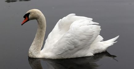 Pic: Super-cool swan doesn’t give a flying f*ck as it holds up Galway traffic