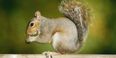 Video: Drunken squirrel is out of his tree
