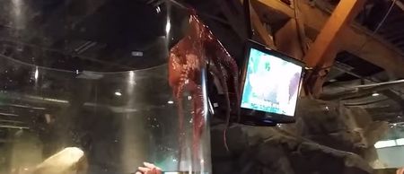 Watch: An octopus tries to escape its tank in Seattle, briefly terrifies children