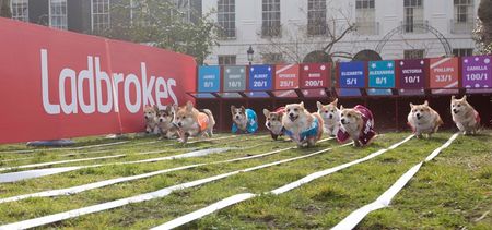 Video: Highlights from the world’s first ever corgi race, the Ladbrokes Barkingham Palace Gold Cup