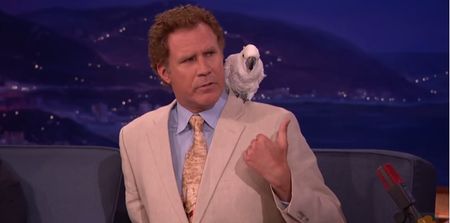 Video:  Will Ferrell and his pet cockatoo, Professor Feathers, are in flying form on Conan