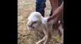 Video: This Russian lamb born with a human face is absolutely terrifying