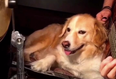 Vine: Chilled dog drumming along to Seven Nation Army is the best Vine you’ll see today