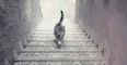 Why this picture of a cat walking on a stairs is driving the internet crazy