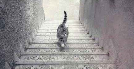 Why this picture of a cat walking on a stairs is driving the internet crazy