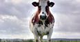 This 360-degree video will let you experience the joy of making friends with cows