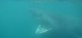 Video: A guy kayaking in Dingle gets within touching distance of a huge basking shark
