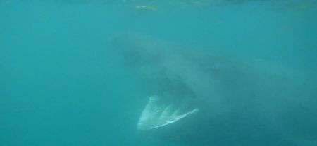 Video: A guy kayaking in Dingle gets within touching distance of a huge basking shark