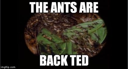 The flying ants have invaded Ireland and we are unified in our disgust