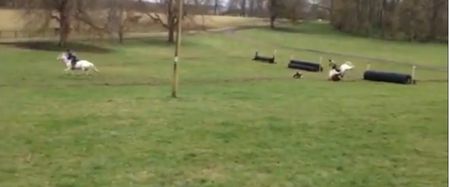 Video: Two horses were involved in this nasty looking collision in Limerick