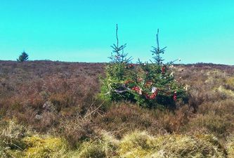 Gardaí are using air patrols to stop people stealing Christmas trees