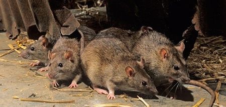 Dublin GAA club forced to suspend all matches at local park due to rat problem
