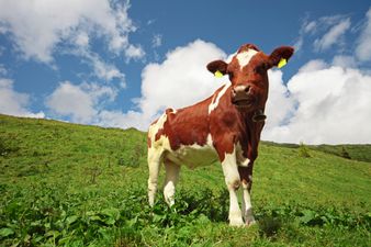 Pic: Kilkenny man gets an unwelcome ‘hug’ from young calf