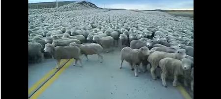 Video: Hundreds of sheep block this road as the ‘Sheepocalypse’ is finally here