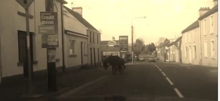 Video: Two rogue donkeys run amok in Cavan
