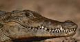 Pic: Ballsy crocodile locks on to man’s testicle in Australia (NSFW)