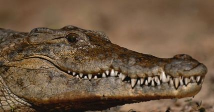 Pic: Ballsy crocodile locks on to man’s testicle in Australia (NSFW)