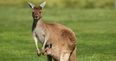 Pic: For some mad reason a Kangaroo was reportedly running wild in this Irish county