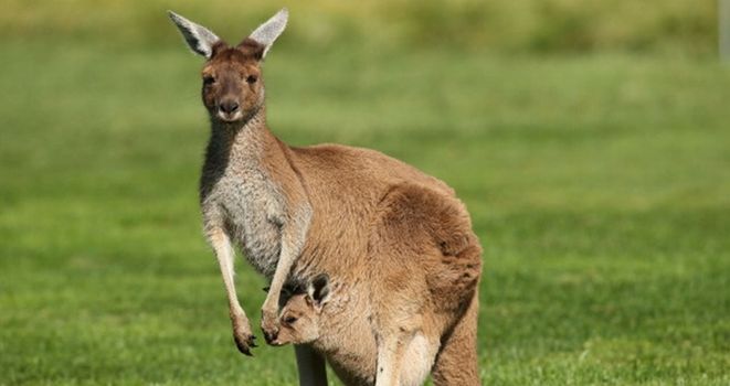 kangaroo cork