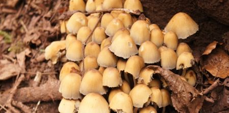 PIC: A former politician has found one the biggest mushrooms we have ever seen