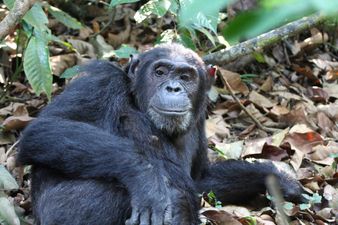 Video: Funny 2-year-old tells monkey where to go (NSFW Language)