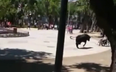 Video: Rampaging bull injures 11 people including wheelchair user