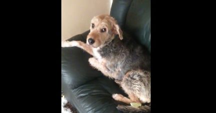 Video: Dog destroys couch in Dublin, the guilty look on his face will make you laugh