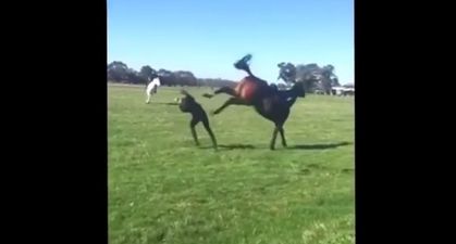 Video: Woman gets knocked out by a horse after a vicious kick to the head