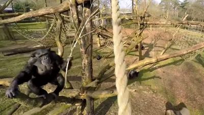 Video: Chimp knocking a drone camera out of the sky with a stick