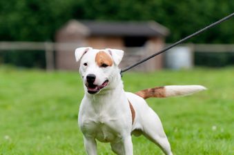 Dog returns to owners three years after going missing in Belfast
