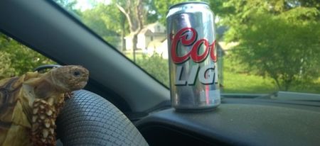 Pic: Girl asks boyfriend to mind her tortoise while she’s on holiday, he has endless craic with it