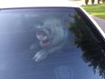Pic: Ridiculously photogenic pig looked very pleased after taking a sh*t in a cop car