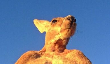 This massively muscled kangaroo is The Rock of the animal kingdom