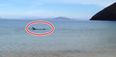 Video: A basking shark was spotted swimming very close to the shore in Achill yesterday