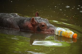 Video: Zoo animals roam the streets of Georgian capital after massive floods