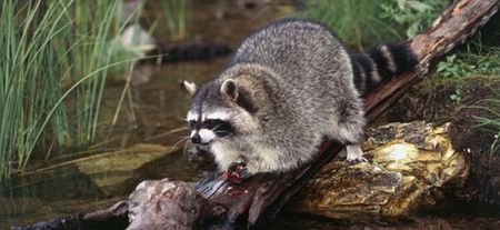 Pic: Just a raccoon surfing down a river on the back of an alligator