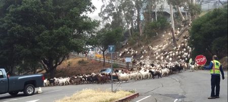 Video: This college probably has more goats than it does students