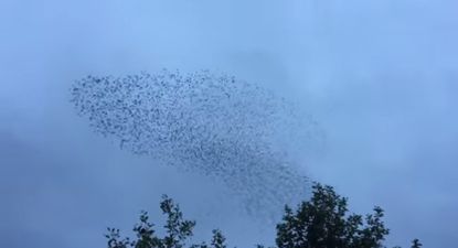 Video: A murmuration of starlings caught on camera in Carrick-on-Shannon