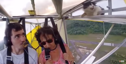 Video: Watch this stowaway cat catch a ride on an open cockpit glider