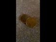 Video: Watch this coin trick – how the hell does he do it?