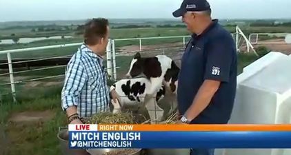 Video: Live news report interrupted by two cows having sex; reporter doesn’t give two fu**s