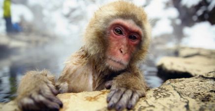 30 monkeys escape from a lab and are now roaming the streets