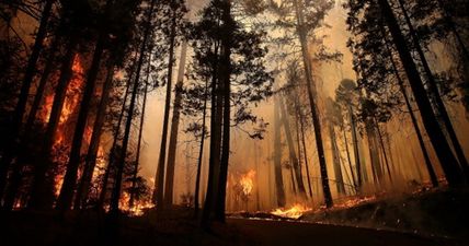 Californian woman gives birth in a forest, fights off bees, starts a forest fire and survives on apples