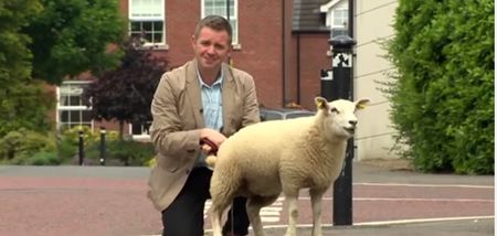 Video: Irish news reporter has a sheep pee on him during a live broadcast