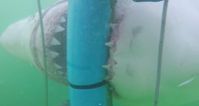 Video: This Great White Shark attack is way, WAY too close for comfort