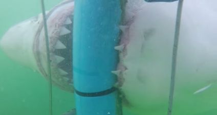 Video: This Great White Shark attack is way, WAY too close for comfort