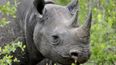 Pic: A very horny rhino photobombed one Dublin Zoo visitor in spectacular fashion this weekend (NSFW)