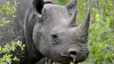 Pic: A very horny rhino photobombed one Dublin Zoo visitor in spectacular fashion this weekend (NSFW)
